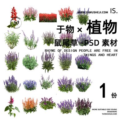 鼠尾草薰衣草花镜拼贴画立面图插画风PSD植物素材56