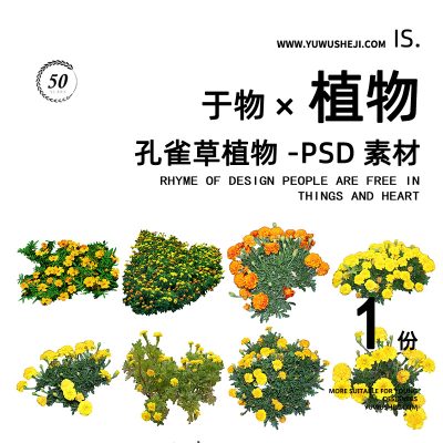 孔雀草菊花黄色草花植物拼贴画立面图插画风PSD植物素材63