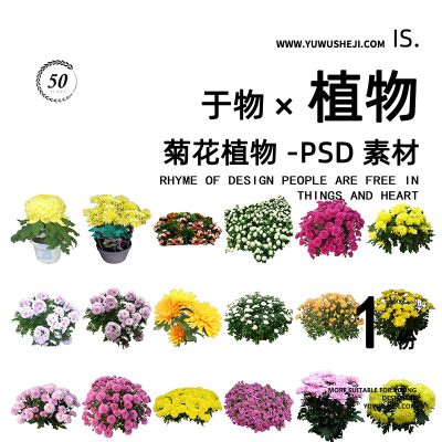 菊花植物花镜草花植物拼贴画立面图插画风PSD植物素材65
