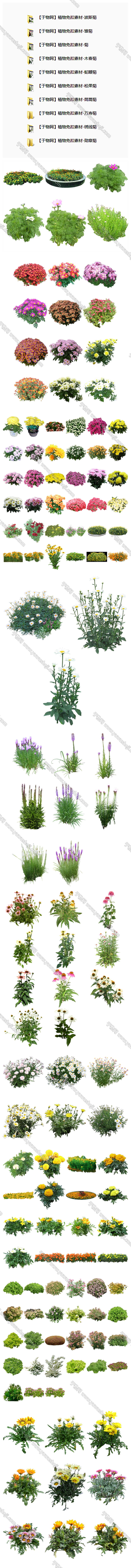 【知设网】植物免扣素材 波斯菊 副本 2